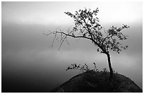 Tree in morning fog, Kabetogama lake near Woodenfrog. Voyageurs National Park, Minnesota, USA. (black and white)