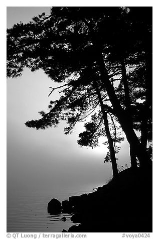 Sun rising behind tree in fog, Woodenfrog, Kabetogama Lake. Voyageurs National Park (black and white)