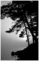 Sun rising behind tree in fog, Woodenfrog, Kabetogama Lake. Voyageurs National Park ( black and white)