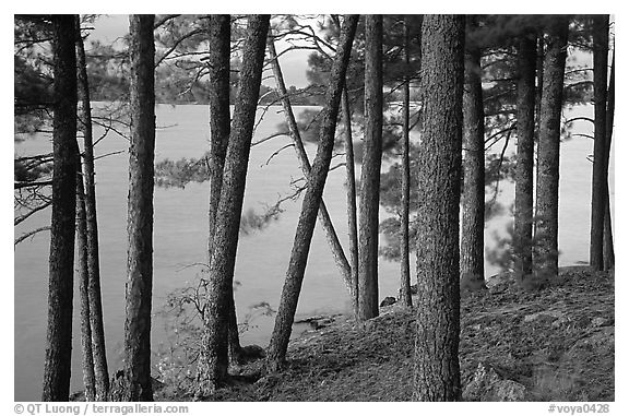 Pine trees, Woodenfrog. Voyageurs National Park, Minnesota, USA.