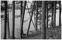 Pine trees, Woodenfrog. Voyageurs National Park, Minnesota, USA. (black and white)