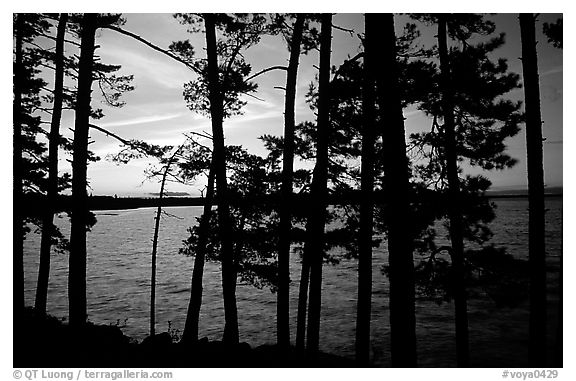 Pine trees silhouettes at sunset, Woodenfrog. Voyageurs National Park (black and white)