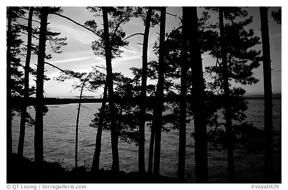Pine trees silhouettes at sunset, Woodenfrog. Voyageurs National Park, Minnesota, USA.