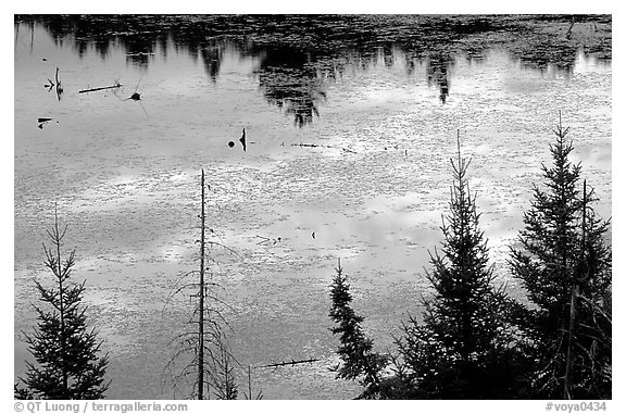 Beaver pond reflections and conifers. Voyageurs National Park, Minnesota, USA.