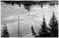 Beaver pond reflections and conifers. Voyageurs National Park, Minnesota, USA. (black and white)