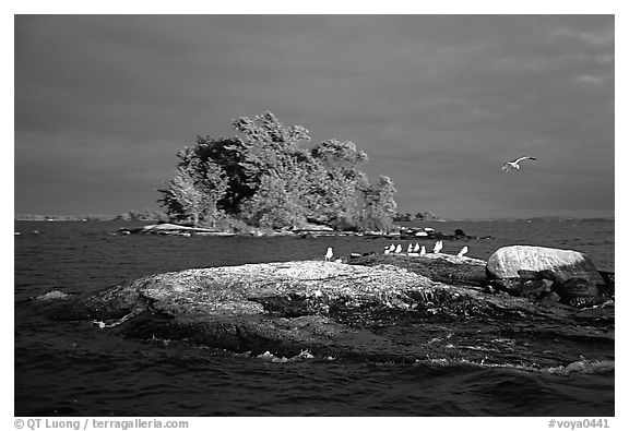 Islands and birds, Kabetogama Lake. Voyageurs National Park (black and white)