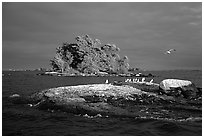 Islands and birds, Kabetogama lake. Voyageurs National Park, Minnesota, USA. (black and white)