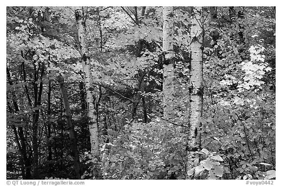 Trees in fall foliage. Voyageurs National Park, Minnesota, USA.