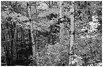 Trees in fall foliage. Voyageurs National Park, Minnesota, USA. (black and white)