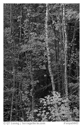 Trees in fall colors. Voyageurs National Park (black and white)