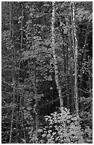 Trees in fall colors. Voyageurs National Park, Minnesota, USA. (black and white)