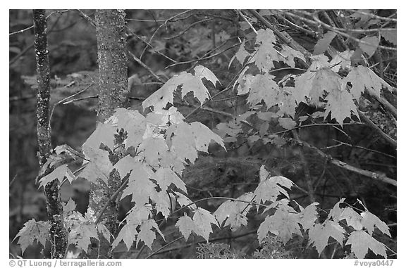 Maple leaves. Voyageurs National Park, Minnesota, USA.