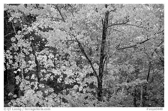 Trees in autumn foliage. Voyageurs National Park (black and white)
