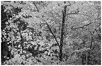 Trees in autumn foliage. Voyageurs National Park ( black and white)