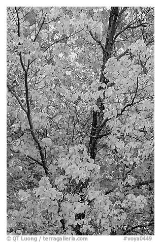 Trees in autumn color. Voyageurs National Park, Minnesota, USA.