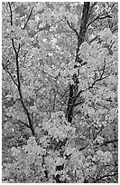 Trees in autumn color. Voyageurs National Park, Minnesota, USA. (black and white)