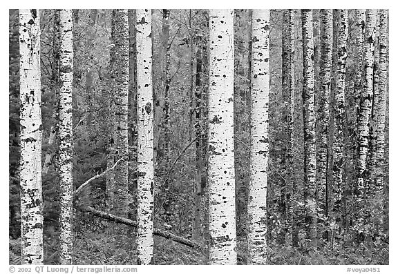 Birch tree forest in autumn. Voyageurs National Park (black and white)