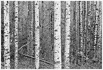 Birch tree forest. Voyageurs National Park, Minnesota, USA. (black and white)