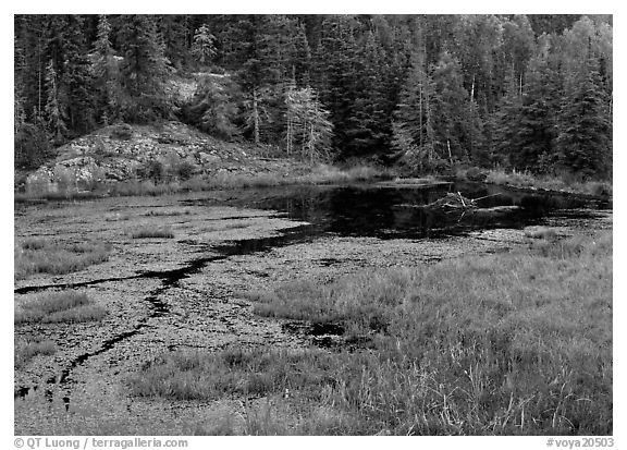 Beaver Pond. Voyageurs National Park (black and white)