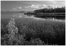 Aquatic grasses and lake, Black Bay. Voyageurs National Park ( black and white)