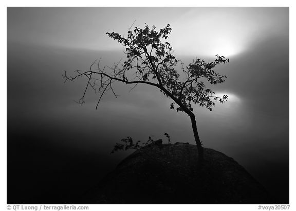 Sun, tree, and fog. Voyageurs National Park, Minnesota, USA.