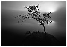 Sun, tree, and fog, Kabetogama Lake. Voyageurs National Park ( black and white)