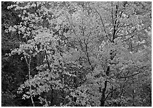 Yellow and orange trees. Voyageurs National Park ( black and white)