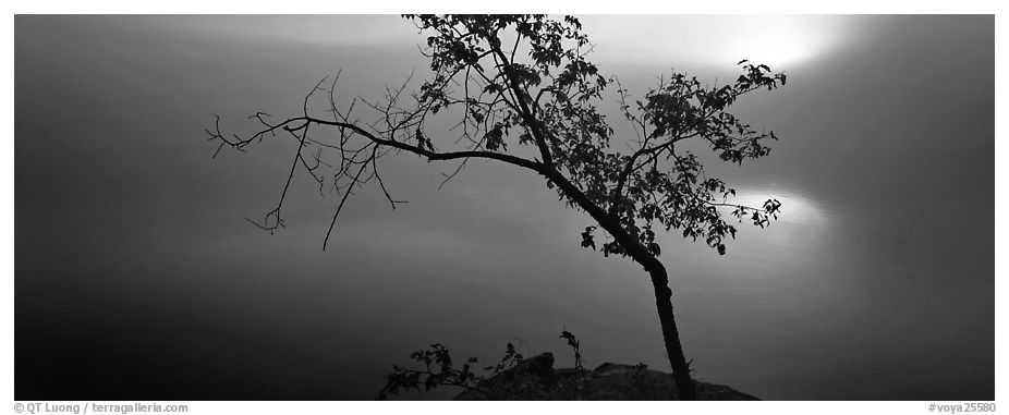 Tree on foggy lakeshore with sun behind. Voyageurs National Park (black and white)