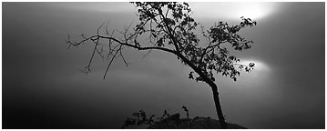 Tree on foggy lakeshore with sun behind. Voyageurs National Park (Panoramic black and white)