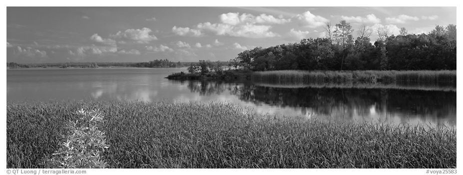 Reeds on lakeshore. Voyageurs National Park, Minnesota, USA.