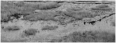 Beaver marsh and reeds. Voyageurs National Park (Panoramic black and white)