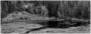 Marsh and north woods forest. Voyageurs National Park (Panoramic black and white)