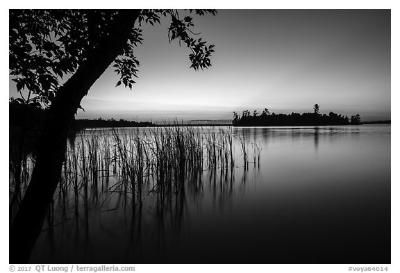 Grasses and Bittersweet Island at sunset, Kabetogama Lake. Voyageurs National Park (black and white)