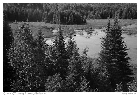 Beaver Pond Overlook, Ash River. Voyageurs National Park (black and white)