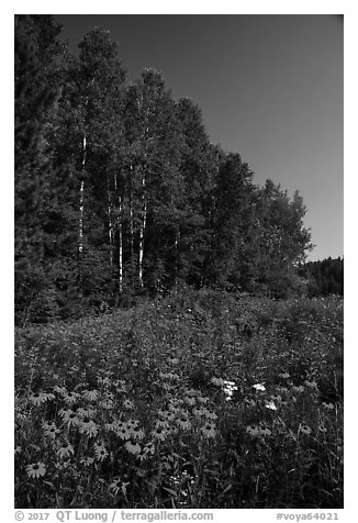Summer wildflowers and trees, Ash River. Voyageurs National Park (black and white)