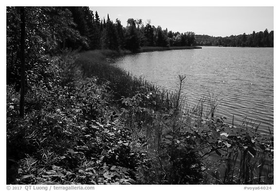 Blind Ash Bay. Voyageurs National Park (black and white)