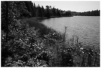 Blind Ash Bay. Voyageurs National Park ( black and white)