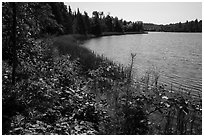 Blind Ash Bay. Voyageurs National Park ( black and white)