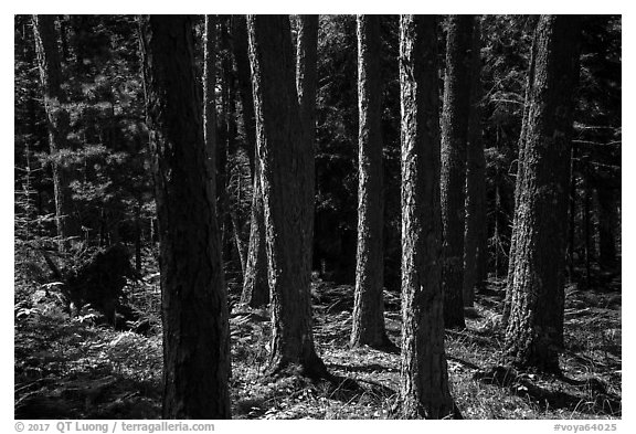 Tree trunks, Blind Ash Bay Trail. Voyageurs National Park (black and white)