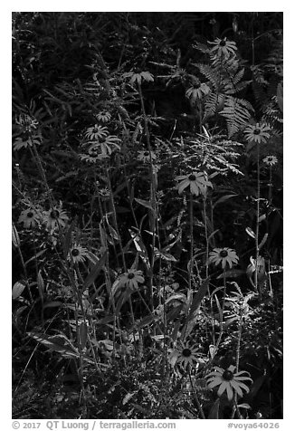 Sunflowers. Voyageurs National Park (black and white)