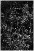 Sunflowers. Voyageurs National Park ( black and white)