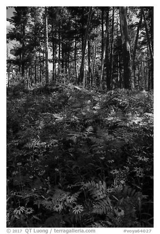 Sunflowers and forest. Voyageurs National Park (black and white)