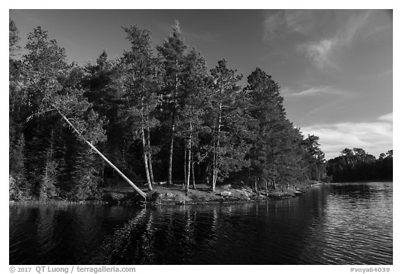 Lakeshore and falling tree, Grassy Bay. Voyageurs National Park (black and white)