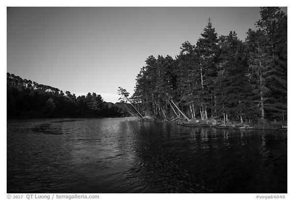 Forest on lakeshore edge, Grassy Bay. Voyageurs National Park (black and white)