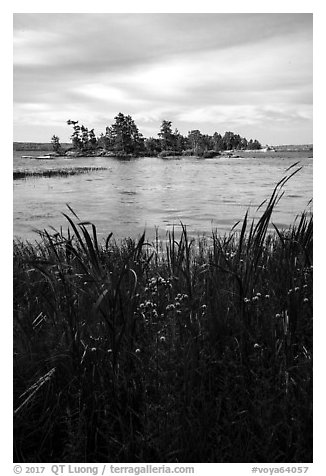 Grasses, wildflowers, and islet, Sand Point Lake. Voyageurs National Park (black and white)