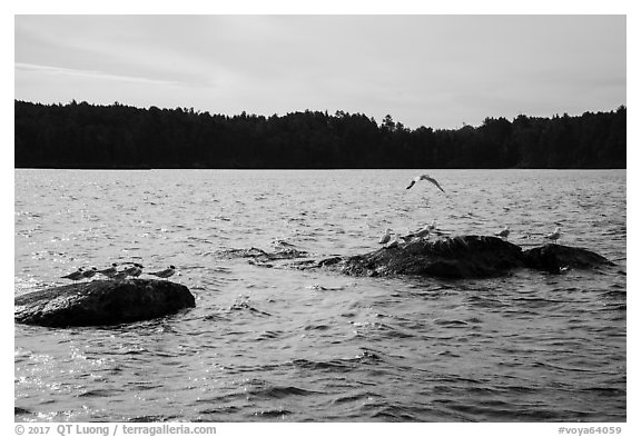 Seagulls on rocks, Namakan Lake. Voyageurs National Park (black and white)