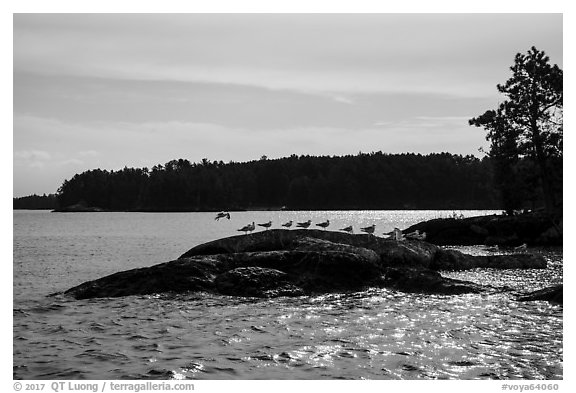 Seagulls perched on rock, Namakan Lake. Voyageurs National Park (black and white)