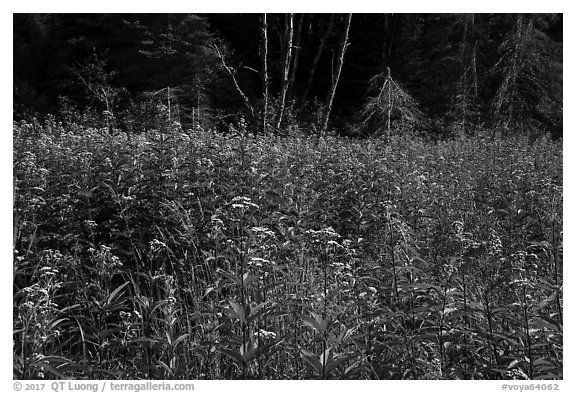 Wildflowers in meadow near Mica Bay. Voyageurs National Park (black and white)