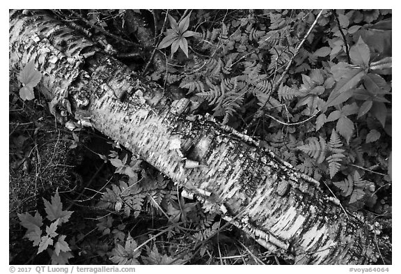 Fallen Birch trunk and ferns. Voyageurs National Park (black and white)