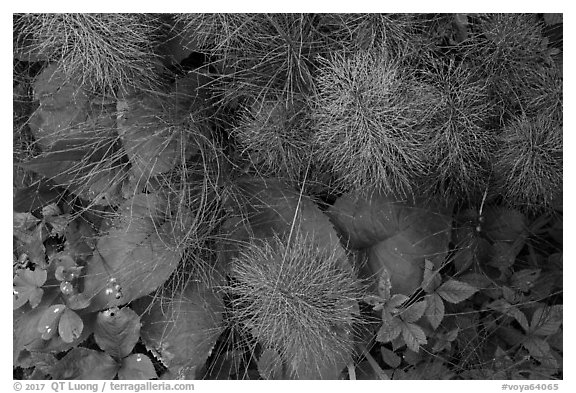Berries and leaves in the summer. Voyageurs National Park (black and white)